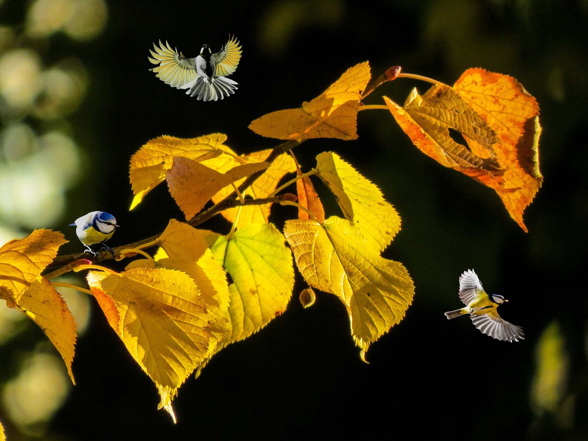 oiseaux Oiseaux biodiversité